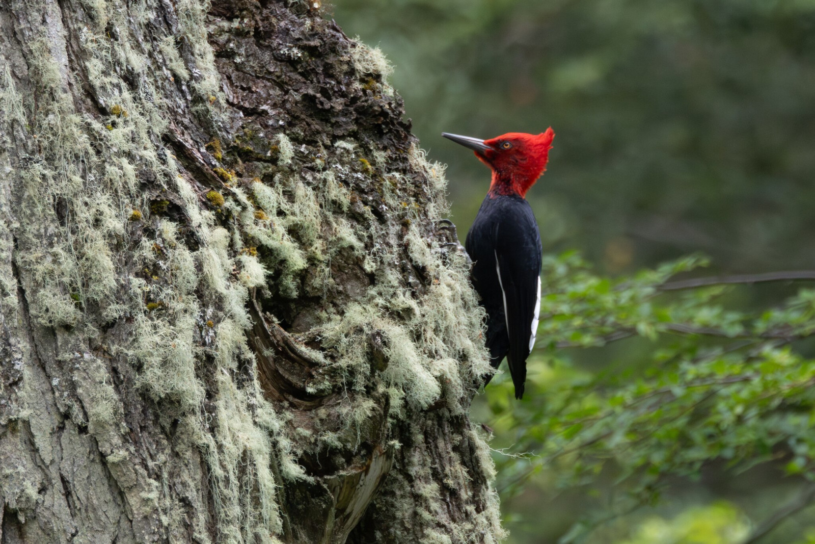 image Magellanic Woodpecker